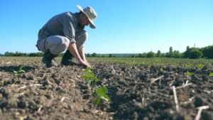 Lire la suite à propos de l’article Les Ouvriers Agricoles Roumains : Acteurs Essentiels de l’Agriculture Européenne