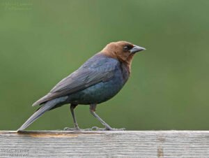 Lire la suite à propos de l’article Vacher Roumain : Gardien des Prairies et Pilier de l’Élevage Traditionnel