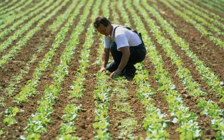 Lire la suite à propos de l’article Ouvrier agricole roumain : un acteur essentiel dans le secteur de l’agriculture européenne