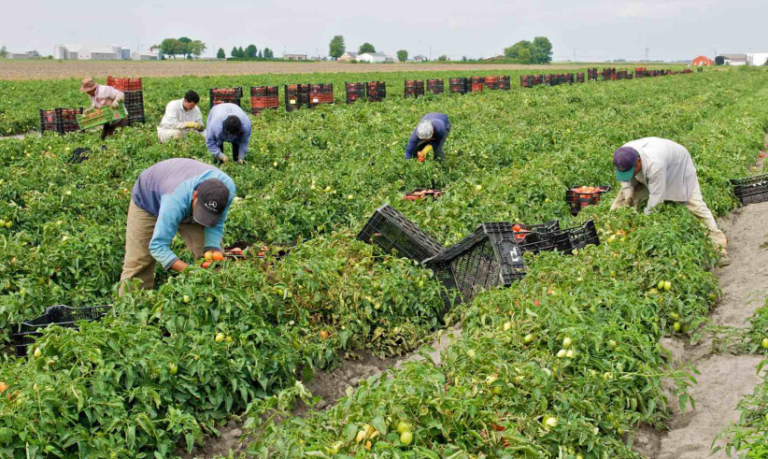 Lire la suite à propos de l’article Ouvrier agricole roumain : Un pilier essentiel du secteur agricole en Europe